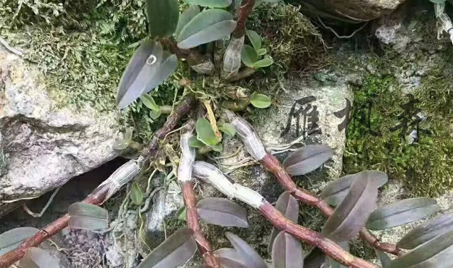 铁皮石斛的12大功效，中西医都认可！你觉得靠谱吗？